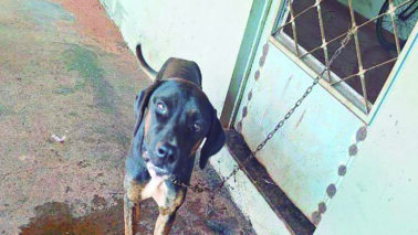 Flagrante de Maus-Tratos é registrado em Guaíra 