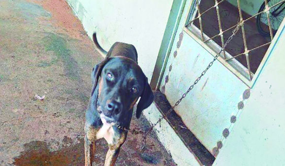 Flagrante de Maus-Tratos é registrado em Guaíra 