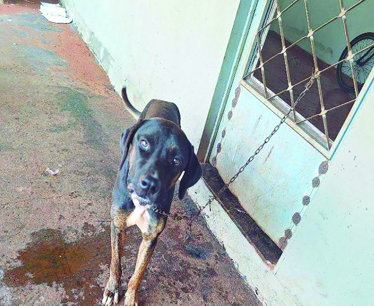 Flagrante de Maus-Tratos é registrado em Guaíra 