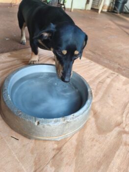 Casos de dengue acendem alerta para risco de nova epidemia