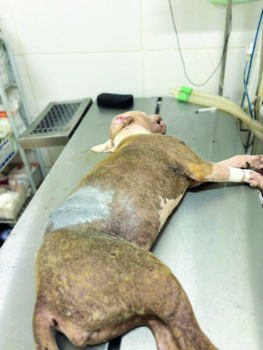 Filhote de pitbull é esfaqueada em via pública