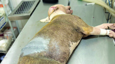 Filhote de pitbull é esfaqueada em via pública