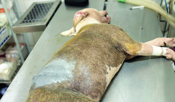 Filhote de pitbull é esfaqueada em via pública