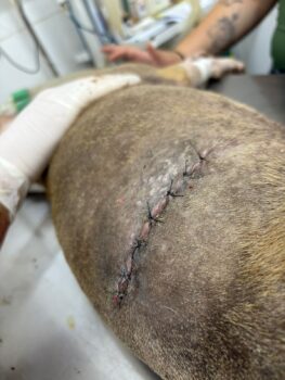 Cadela esfaqueada recebe alta e segue em recuperação em casa