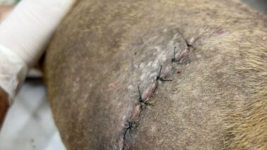 Cadela esfaqueada recebe alta e segue em recuperação em casa