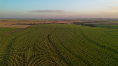 Tereos confirmou investimento em iniciativas de agricultura regenerativa Tereos confirmou investimento em iniciativas de agricultura regenerativa