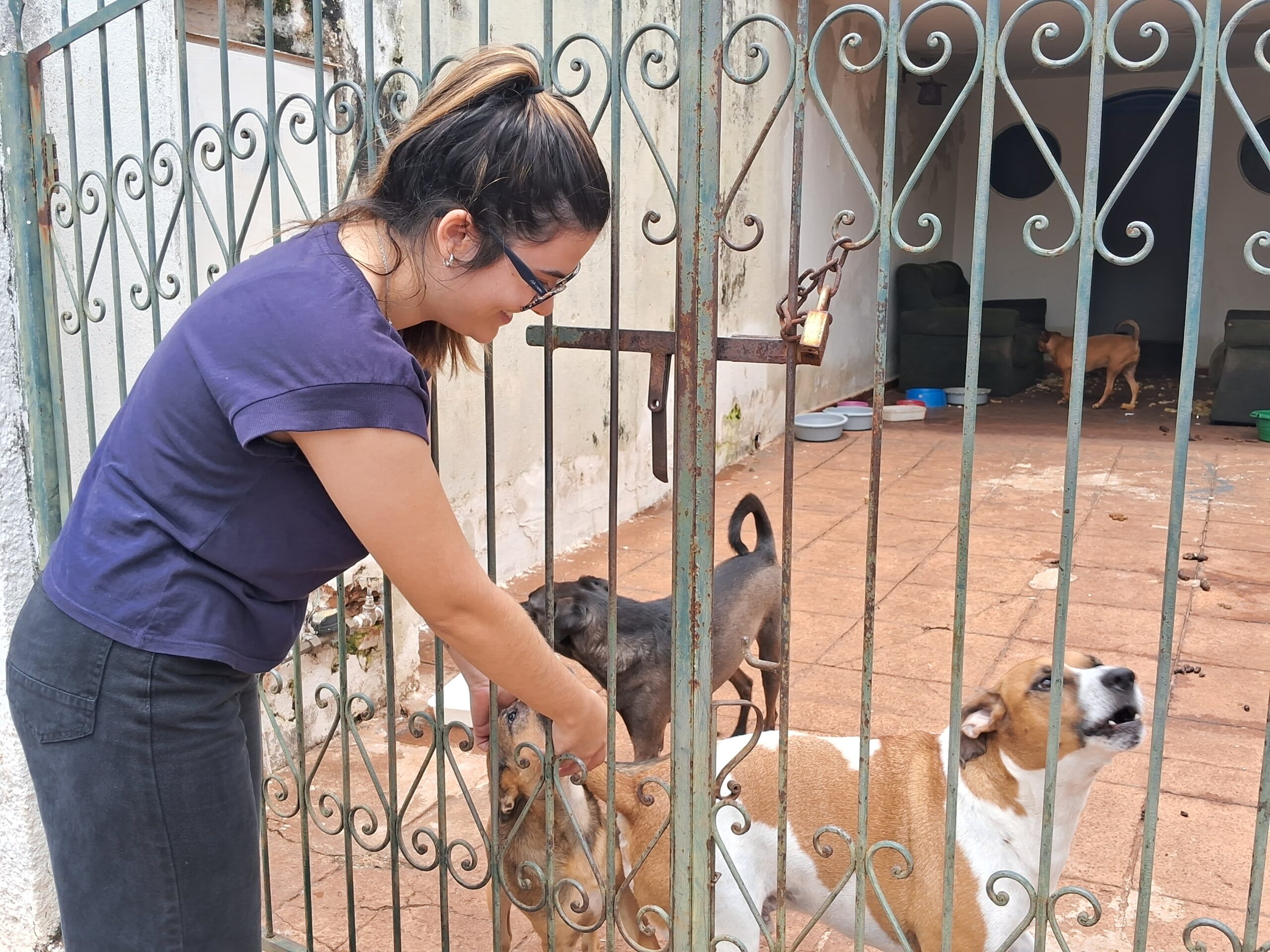 Morte de moradora deixa nove cães em situação de abandono