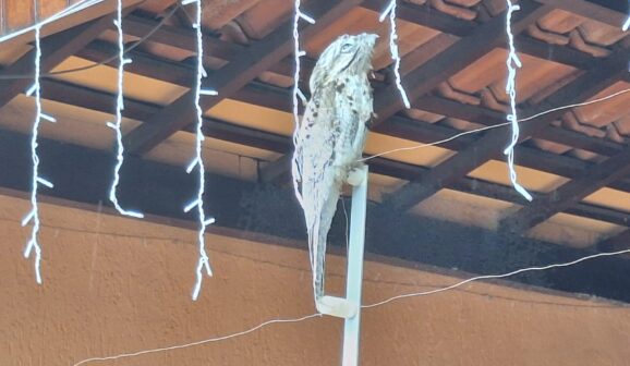 Uma família de Barretos, moradora da Praça Monte Castelo, nº 55, em frente ao Cemitério Municipal de Barretos, recebeu uma visita inusitada no início da tarde desta terça-feira (3), um pássaro urutau.