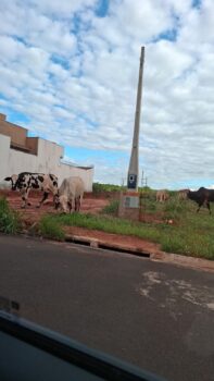 Prefeitura divulga telefone para denúncias sobre animais soltos