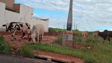Prefeitura divulga telefone para denúncias sobre animais soltos