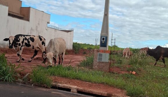 Prefeitura divulga telefone para denúncias sobre animais soltos