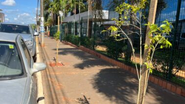 Meio Ambiente realiza plantio de mais de 1000 mudas de árvores 