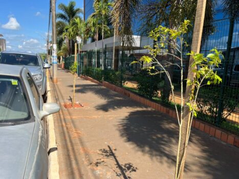 Meio Ambiente realiza plantio de mais de 1000 mudas de árvores 