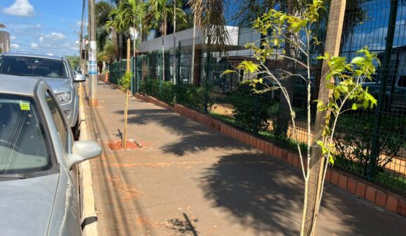 Meio Ambiente realiza plantio de mais de 1000 mudas de árvores 