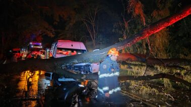 Queda de árvore provoca acidente com Van na Assis Chateaubriand (Foto: O Diário de Barretos)
