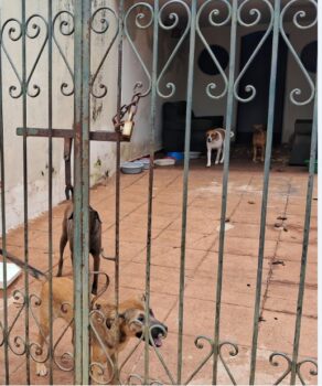 Cães abandonados