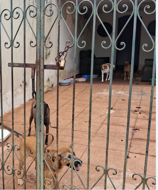 ABA vai prestar assistência a cães e aguarda vagas para recolhimento