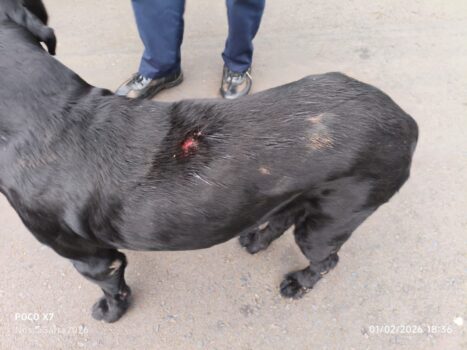 Homem é autuado em flagrante por maus-tratos contra animal (Foto: O Diário de Barretos)