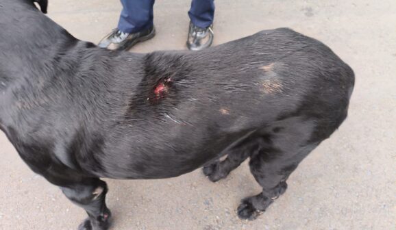 Homem é autuado em flagrante por maus-tratos contra animal (Foto: O Diário de Barretos)