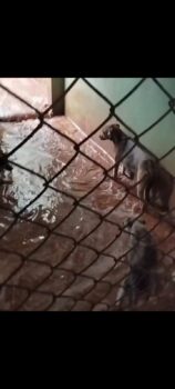 Água invadiu canis na sede da ABA