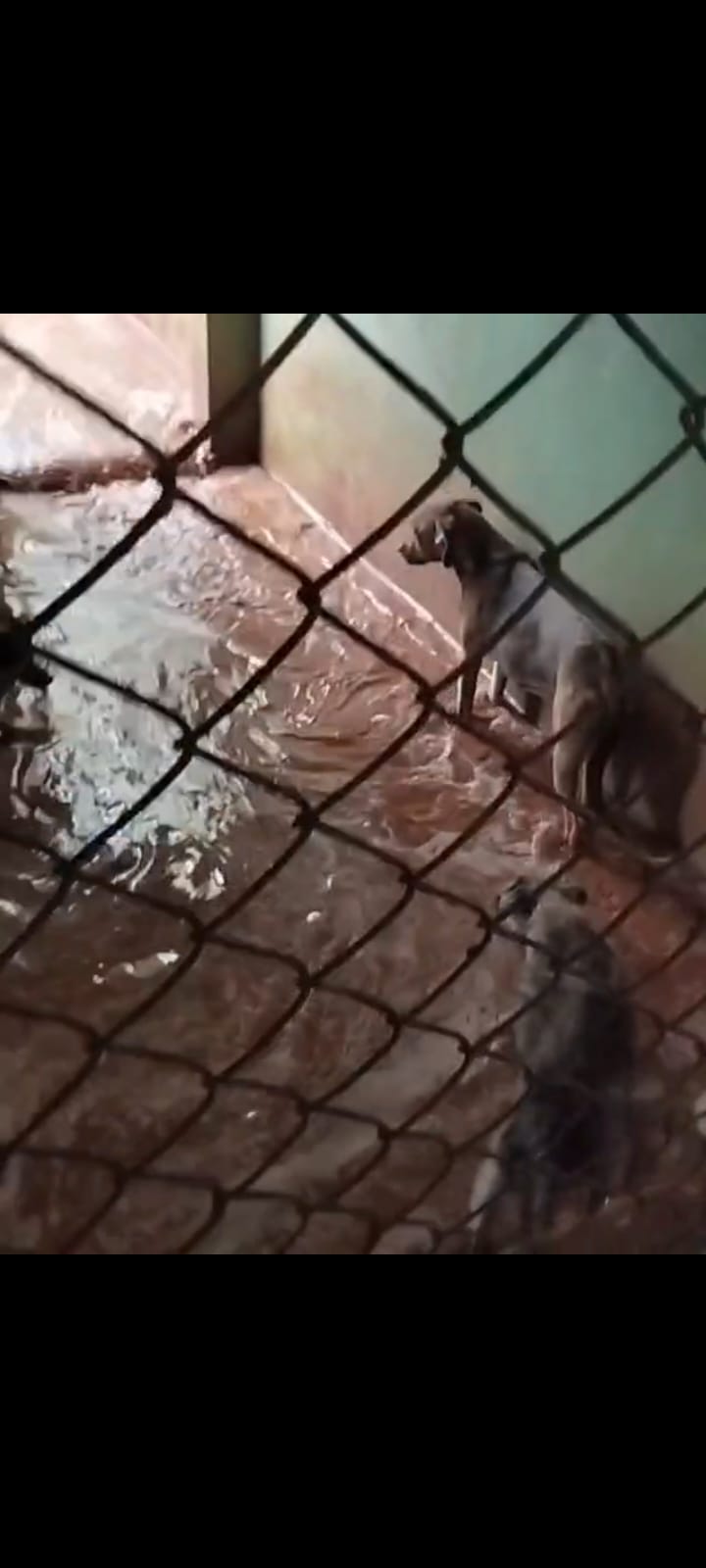 Associação que abriga animais abandonados sofre com alagamentos