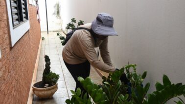 Falha em sistema do Estado trava atualização dos casos de dengue 