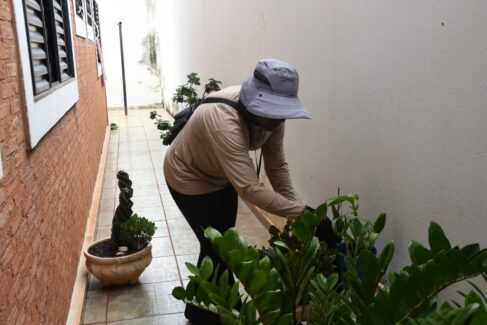 Falha em sistema do Estado trava atualização dos casos de dengue 