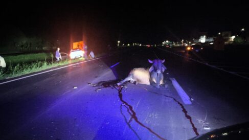 Animais provocam acidente na Faria Lima e deixa condutor ferido (Foto: O Diário de Barretos)