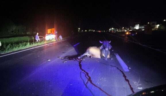 Animais provocam acidente na Faria Lima e deixa condutor ferido (Foto: O Diário de Barretos)