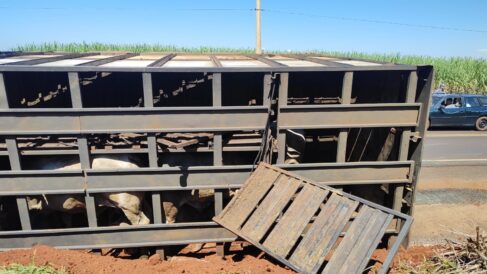 Caminhão transportava 35 animais (Foto: Divulgação)