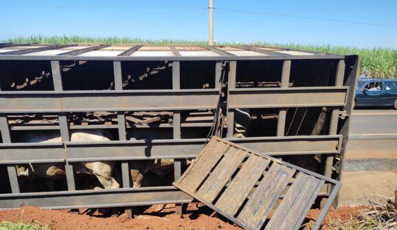 Caminhão transportava 35 animais (Foto: Divulgação)