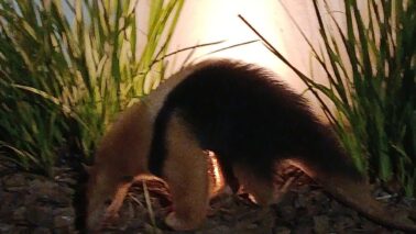 Tamanduá encontrado em via pública (Foto: O Diário de Barretos)