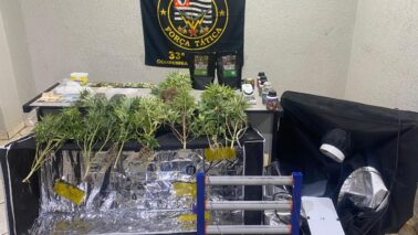 Polícia Militar detém suspeito e encontra cultivo de maconha em residência (Foto: O Diário de Barretos)