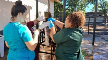 Equino resgatado passa por cirurgia após maus-tratos