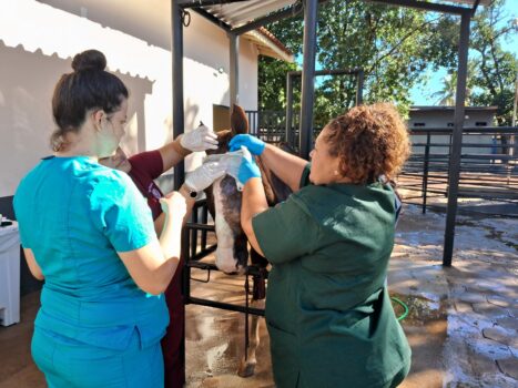 Equino resgatado passa por cirurgia após maus-tratos