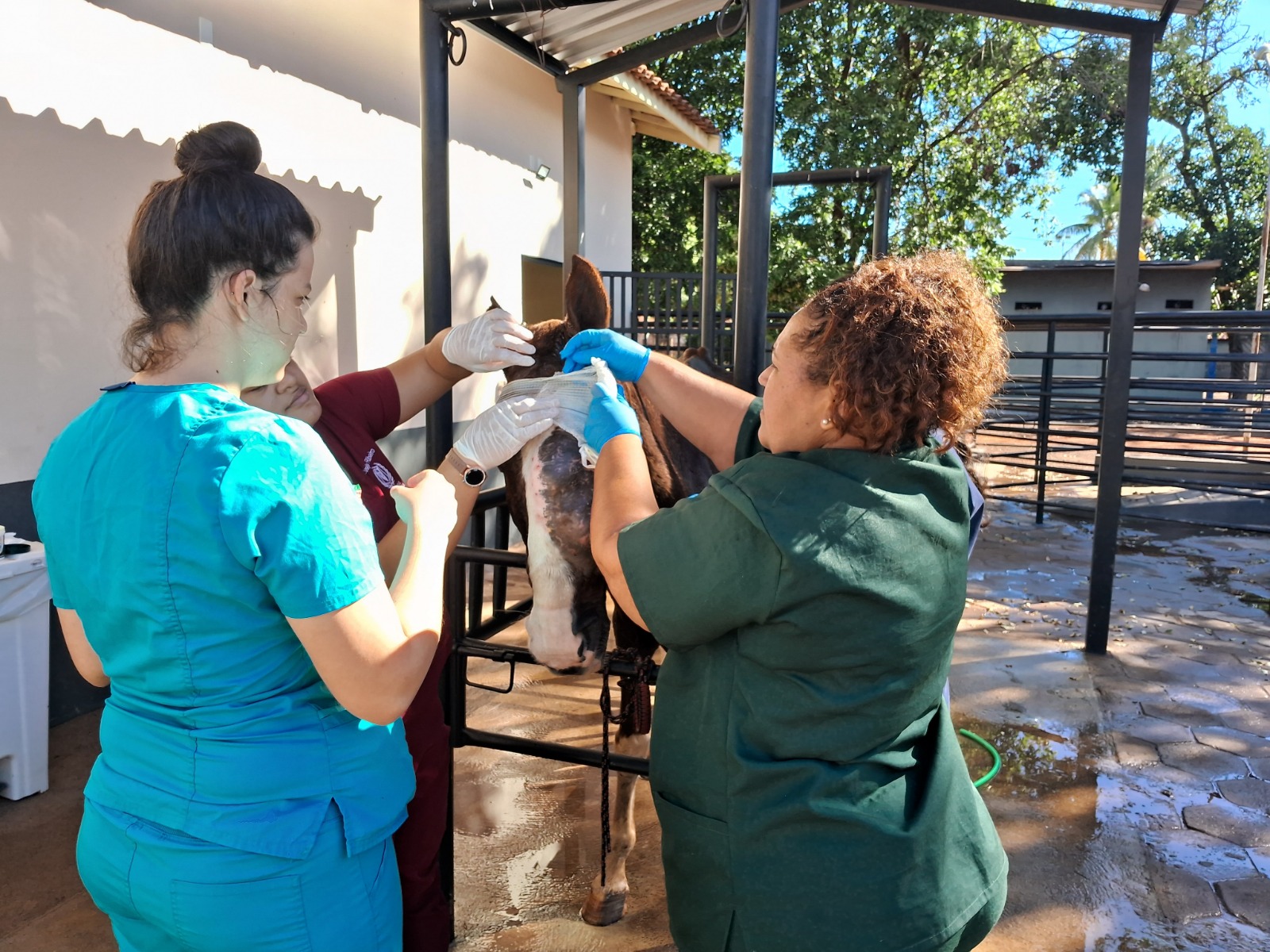 Equino resgatado passa por cirurgia após maus-tratos