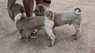 Cães da raça shitzu são encontrados no Jardim Anastácio (Foto: O Diário de Barretos)