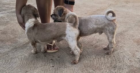 Cães da raça shitzu são encontrados no Jardim Anastácio (Foto: O Diário de Barretos)