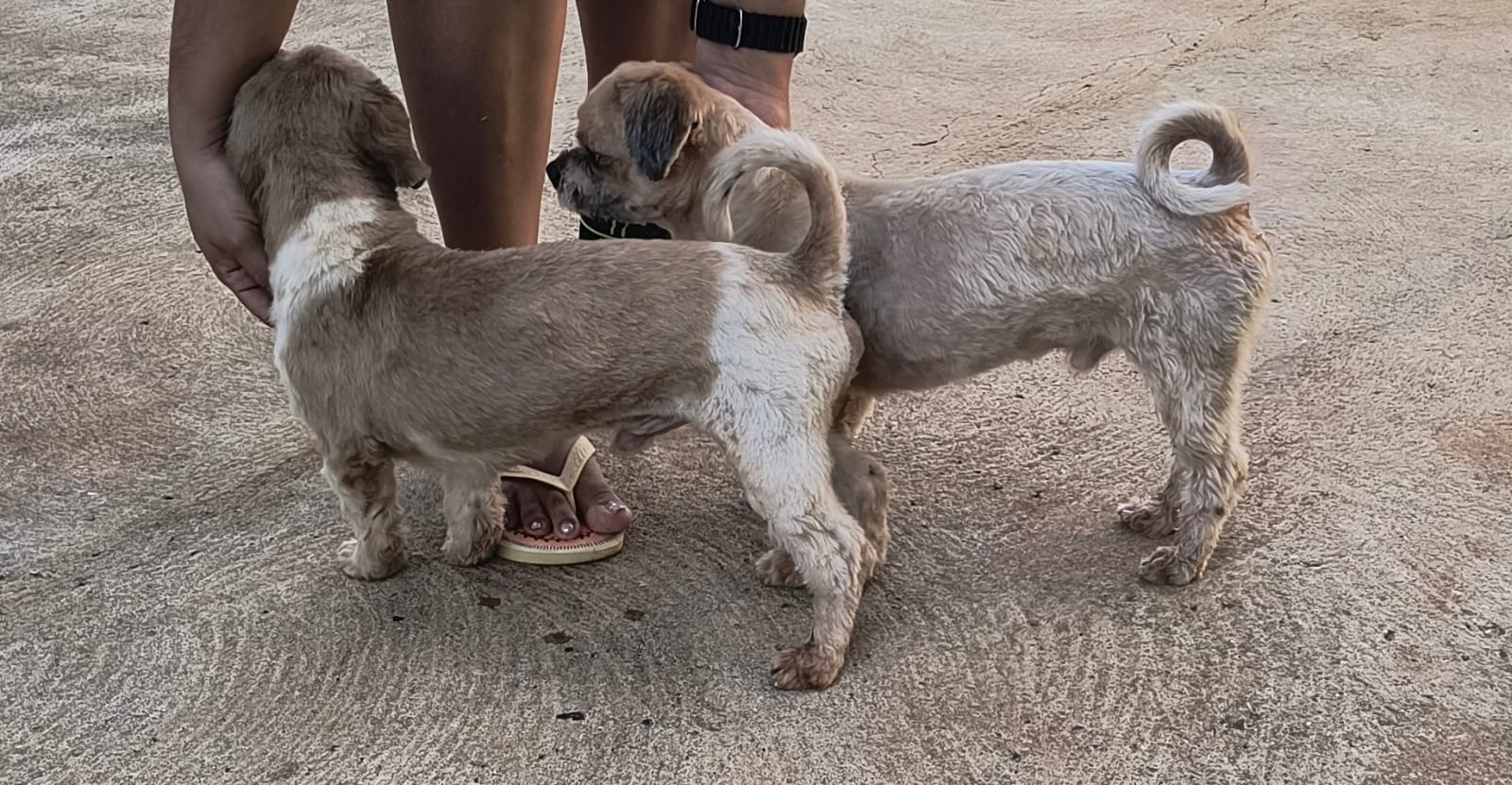 Cães da raça shitzu são encontrados no Jardim Anastácio
