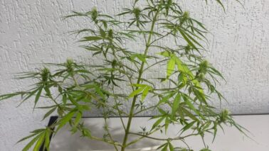 Polícia apreende planta de maconha no bairro Vida Nova III (Foto: O Diário de Barretos) Polícia apreende planta de maconha no bairro Vida Nova III (Foto: O Diário de Barretos)