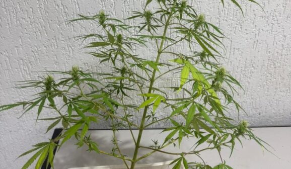 Polícia apreende planta de maconha no bairro Vida Nova III (Foto: O Diário de Barretos)
