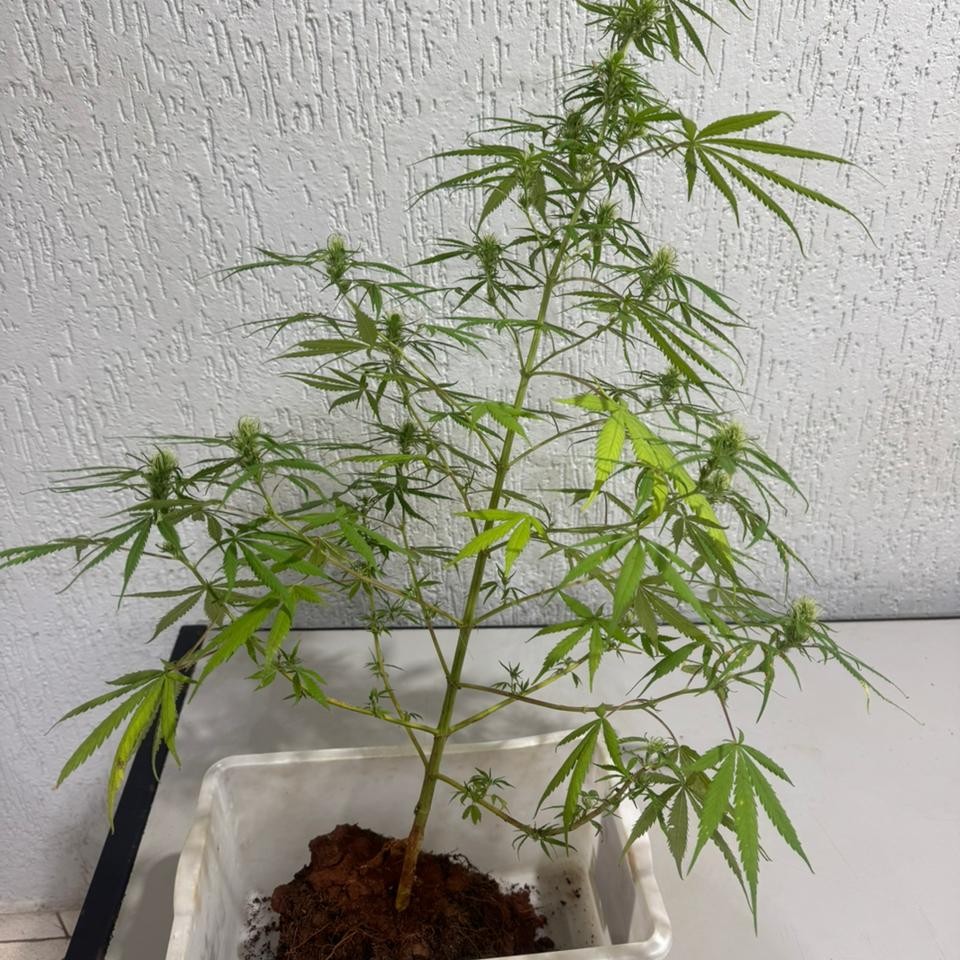 Polícia apreende planta de maconha no bairro Vida Nova III