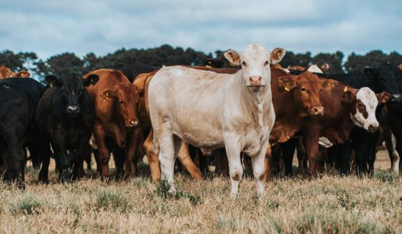Companhia com sede em Barretos é destaque pela atuação em bem-estar animal (Foto: Divulgação)