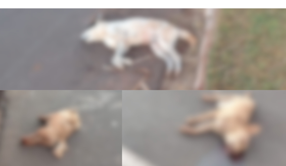 cães envenenados