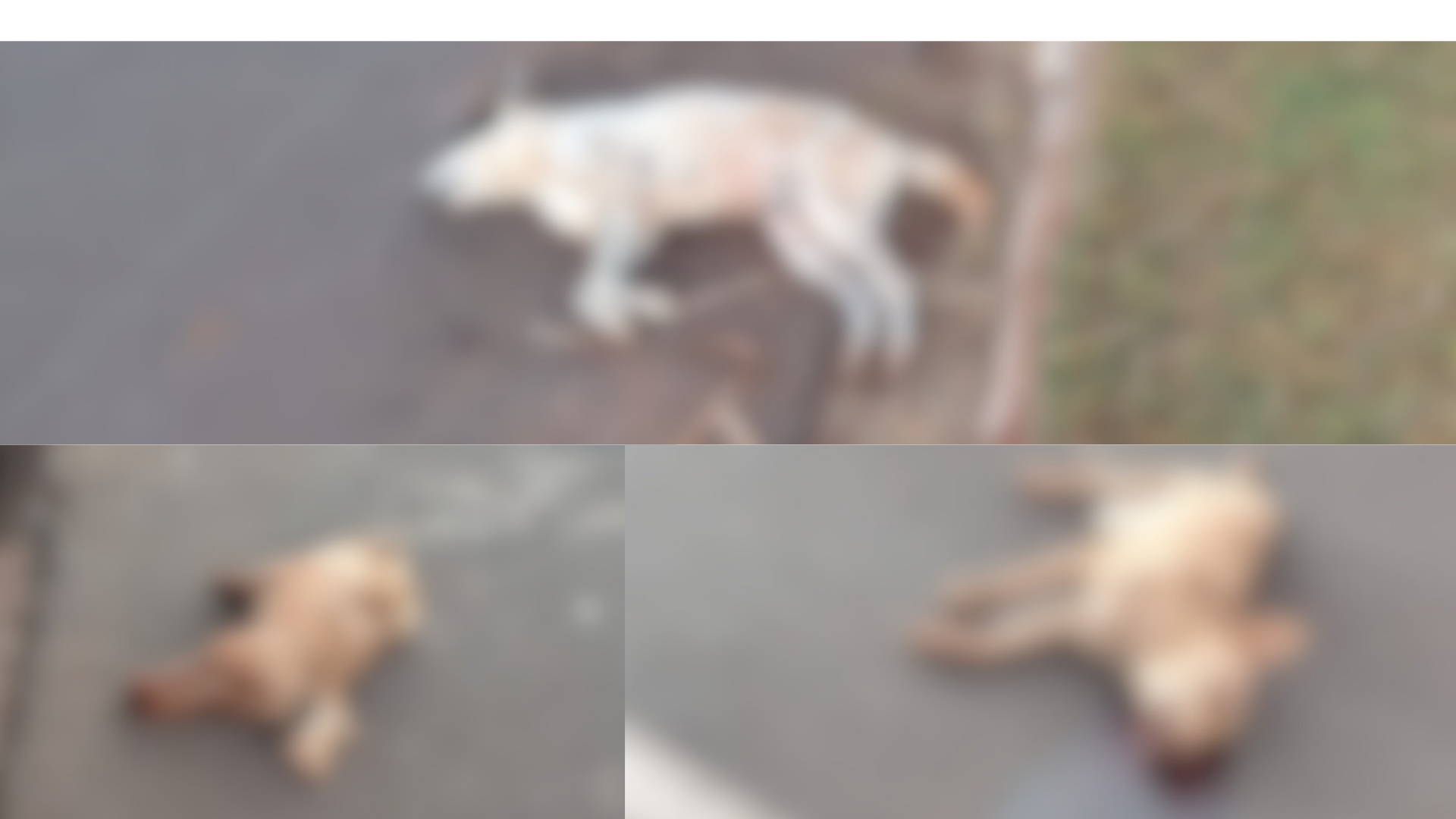 Animais são encontrados mortos em via pública na Vida Nova 3