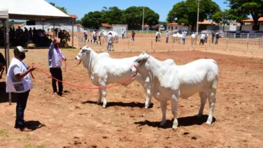 Obrigatoriedade de vacinação contra brucelose e atualização de rebanho