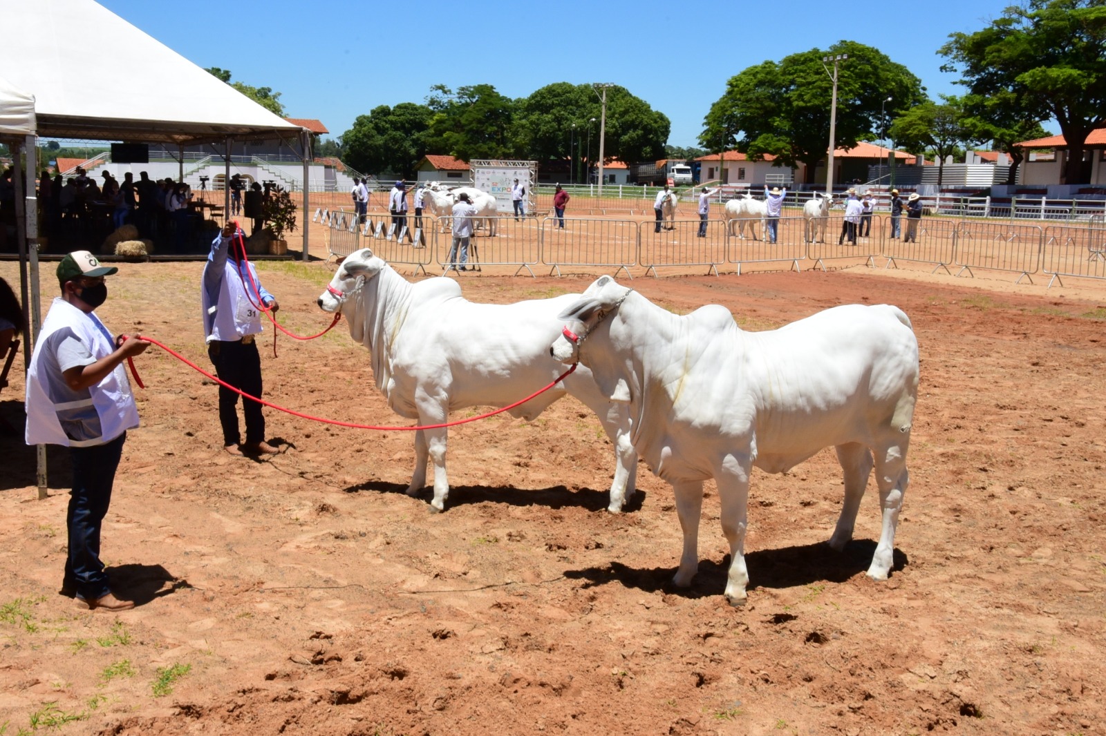 Obrigatoriedade de vacinação contra brucelose e atualização de rebanho