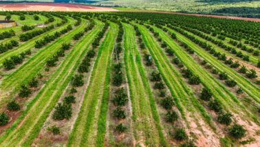 A Defesa Agropecuária da Secretaria Estadual de Agricultura e Abastecimento de São Paulo orienta os produtores de citros que o prazo para a entrega do relatório de Cancro Cítrico e Greening