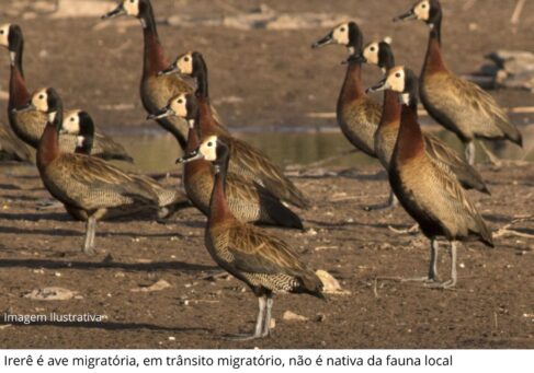 Caso isolado de influenza aviária em ave silvestre na região 