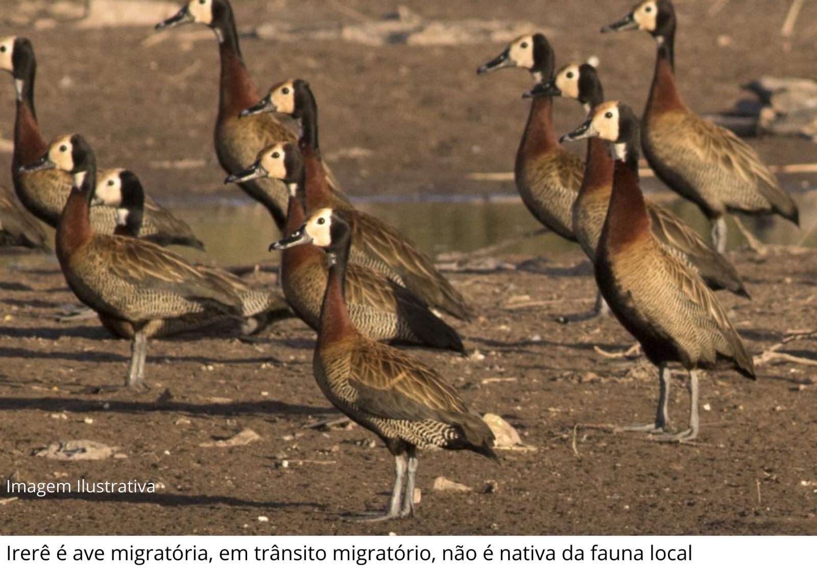 Caso isolado de influenza aviária em ave silvestre na região 